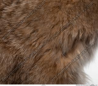 fur cat 0009